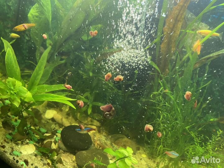 Улитки аквариумные
