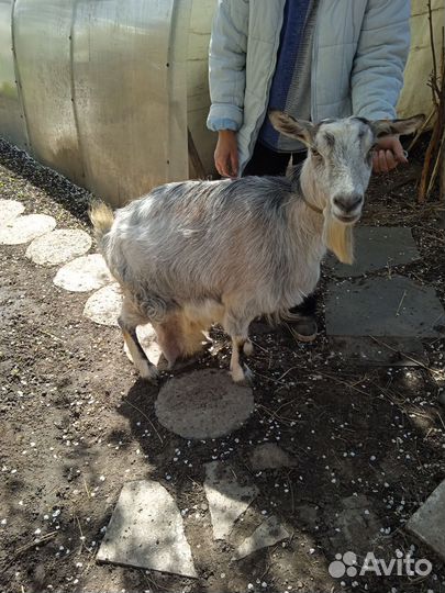 Козы дойные