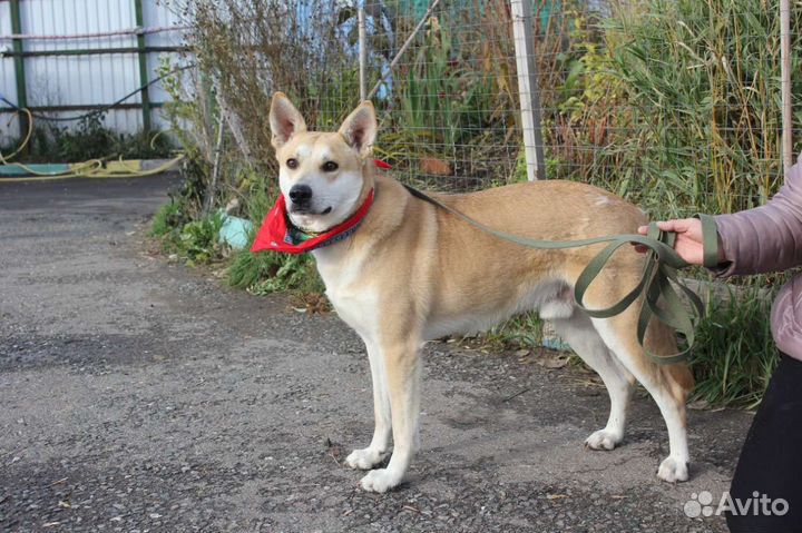 Отдам собаку