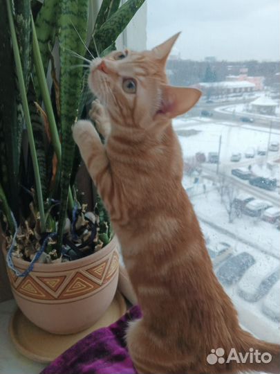 Весёлый и неугомонный рыжик