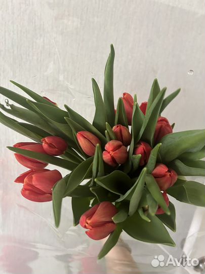 Тюльпаны розница