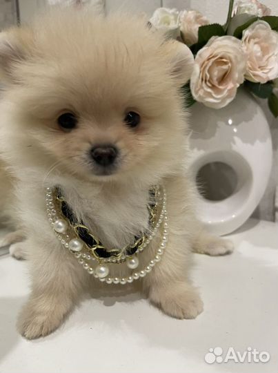 Красивые щенки померанского шпица
