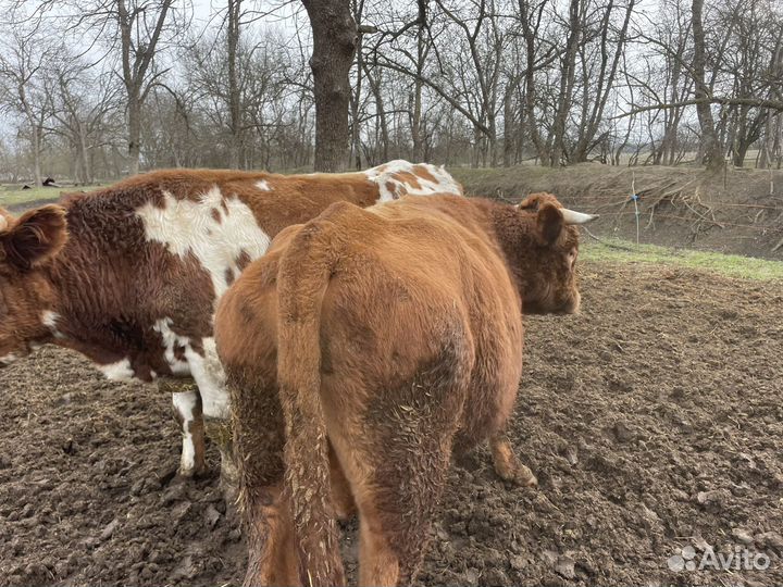 Продам быков на мясо
