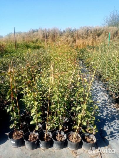 Груша саженцы от производителя