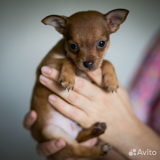 Мальчик той терьер