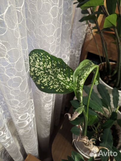 Комнатные растения в добрые руки)