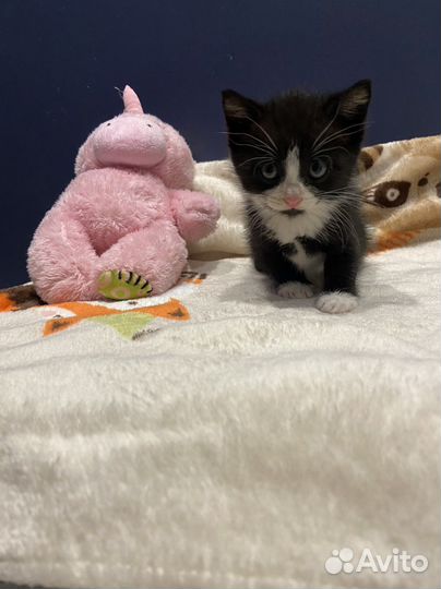 Котенок размером с ладошку