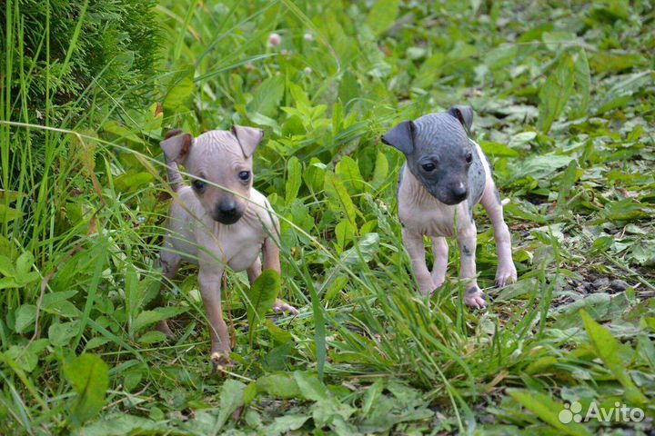 Американский голый терьер миниатюрные щенки