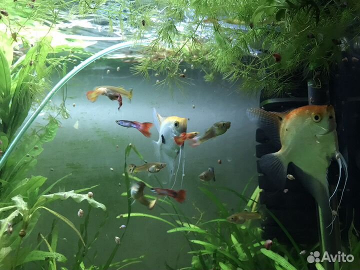 Аквариум и все его составляющие + кованная стойка