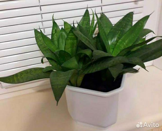 Сансевиерия