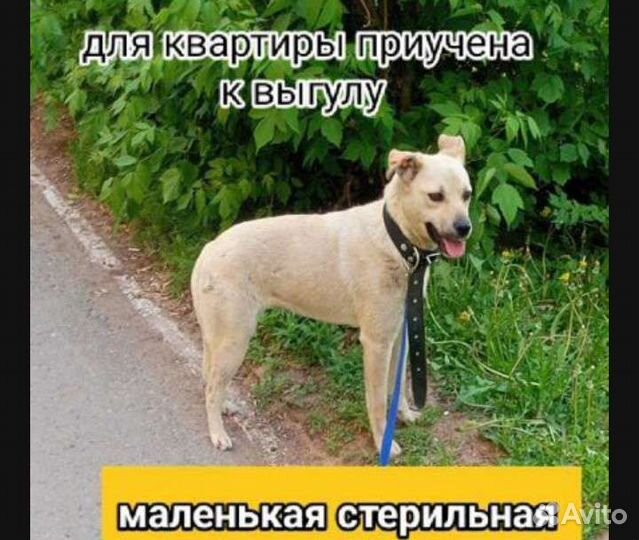 Щенки собачки