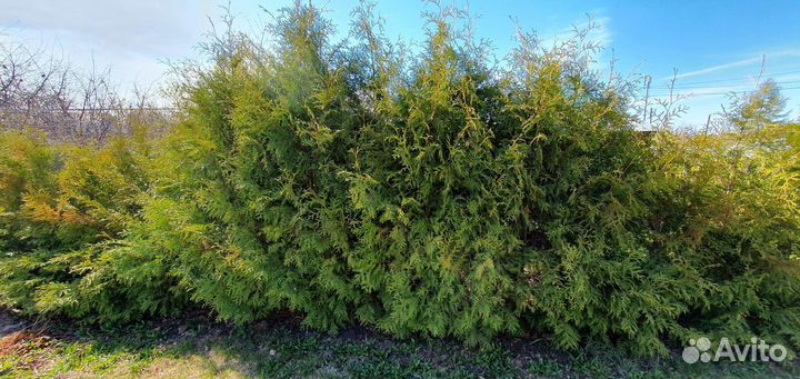 Туя брабант