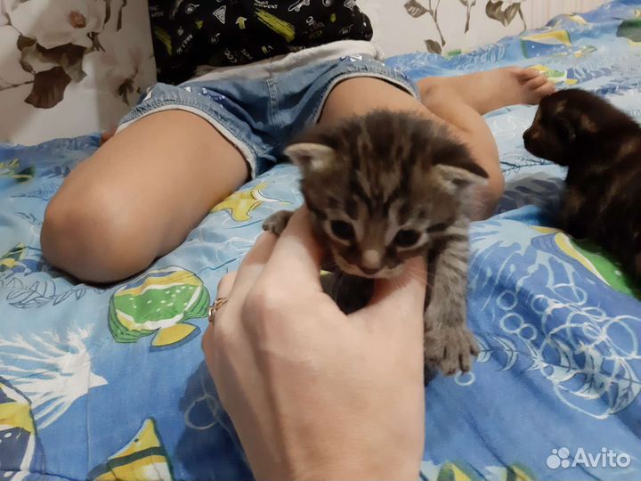 Котик кошечка