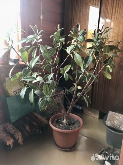 Фикус (толстянка)