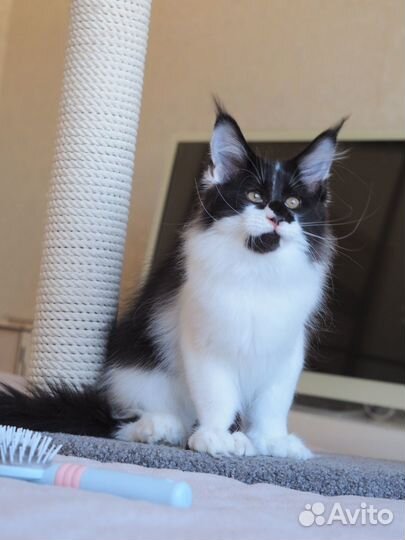 Котята мейн-кун полидакт