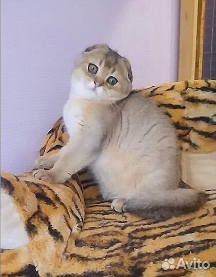 Золотой Мальчик