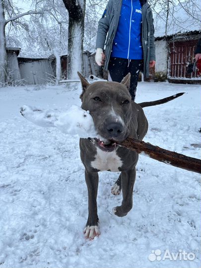 Щенки питбуля