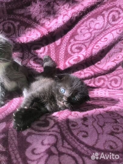 Шотландская