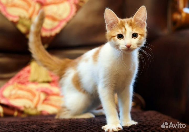 Котята девочки в добрые руки