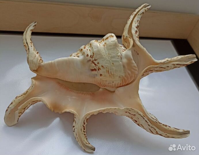 Морская раковина Ламбис