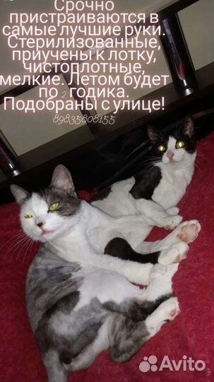 Кошки в добрые руки бесплатно