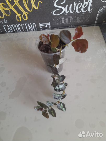 Клеродендрум томпсон