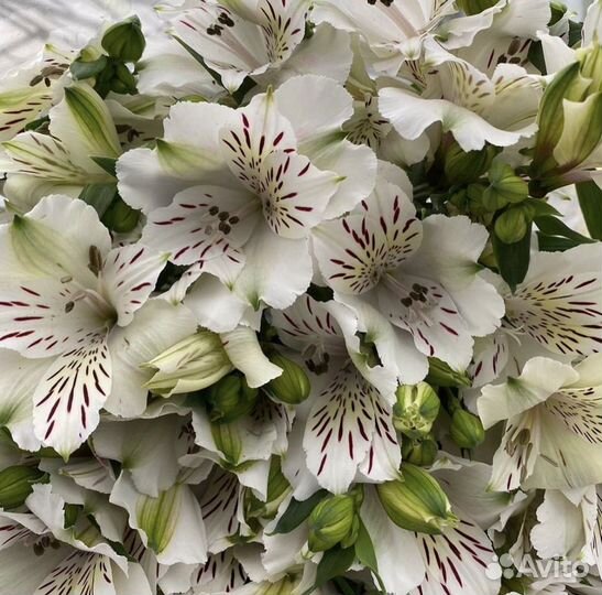 Букет из альстромерий