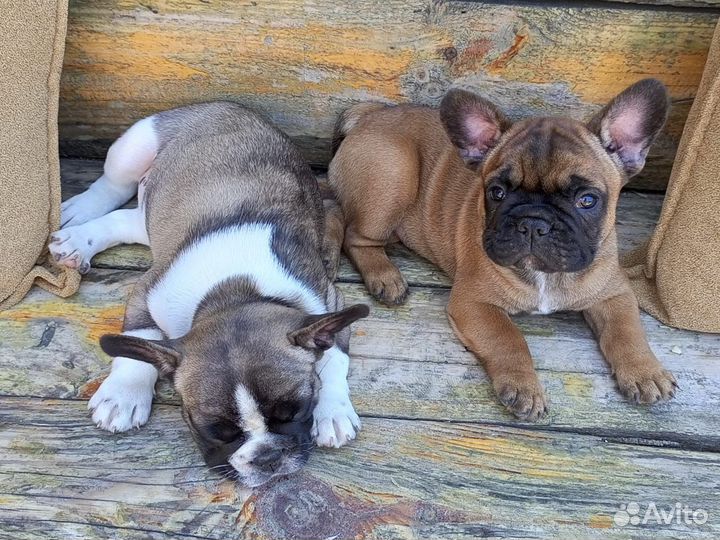 Щенки французского бульдога