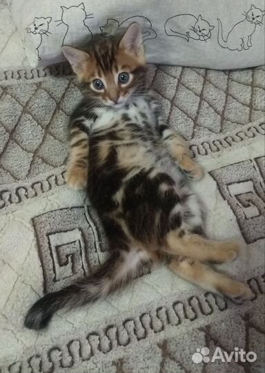 Бенгальские котята