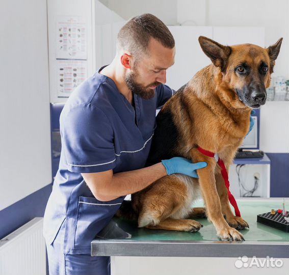 Ветеринарный врач на дом.Кастрации.Стерилизации