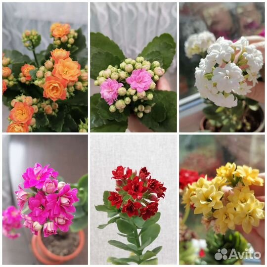 Комнатные цветы каланхоэ