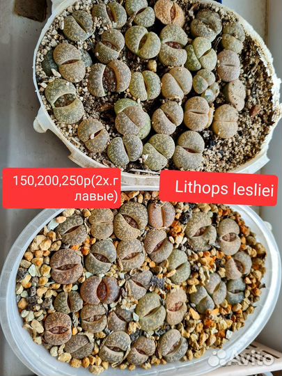 Продам литопс