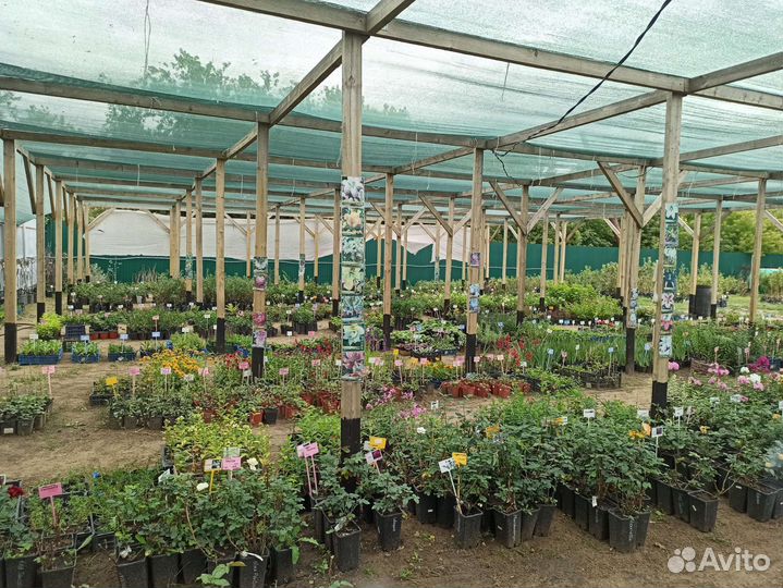 Большой выбор красивых многолетников