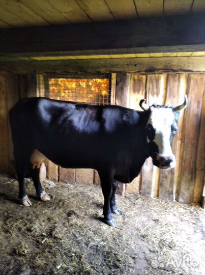 Продам скот