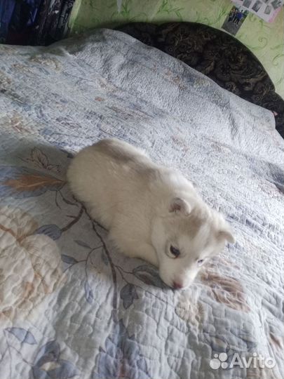 Щенки хаски