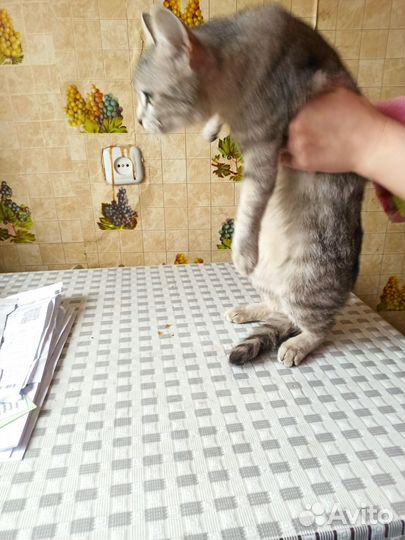 Кошка в дар