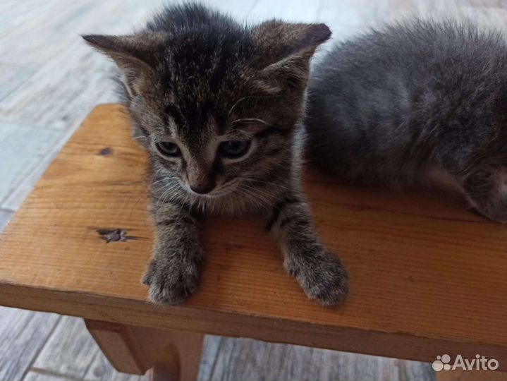 Отдам котят в добрые руки