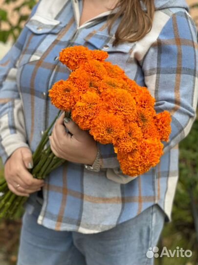 Бархатцы 50 см, оранжевые