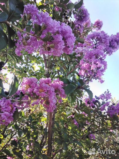 Перечное дерево или витекс священный