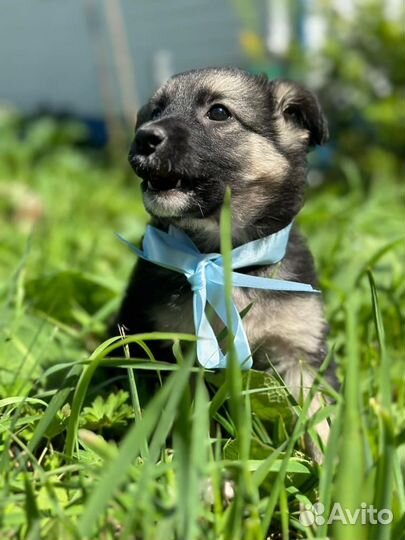 Щенок в заботливые руки бесплатно