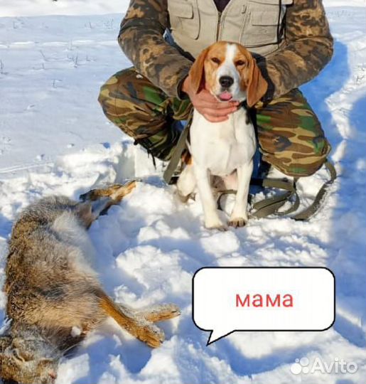 Щенки бигль