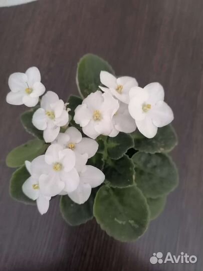 Фиалки сортовые (название не знаю)