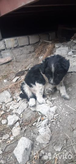 Щенки малыши в добрые руки