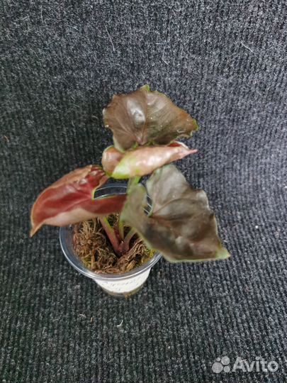 Сингониумы сортовые