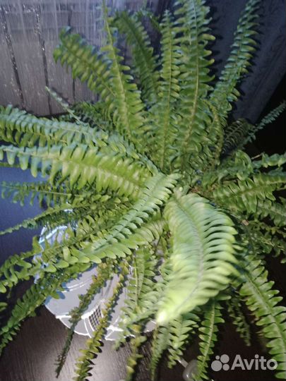 Нефролепис