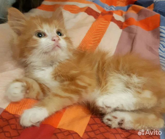 Котёнок мальчик в добрые руки