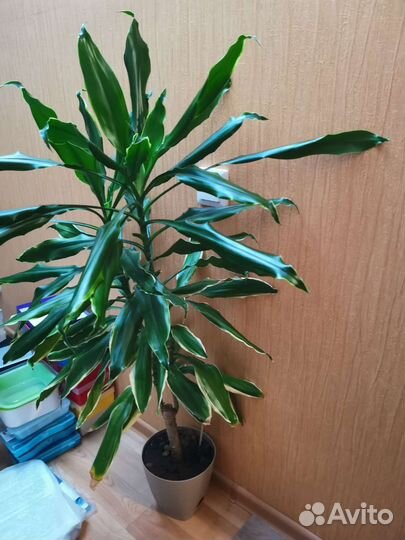 Драцена душистая Голден Кост