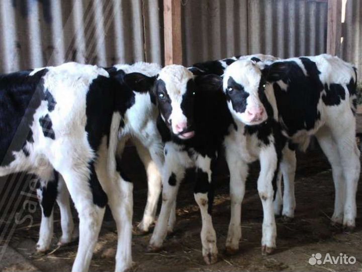 Телята бычки