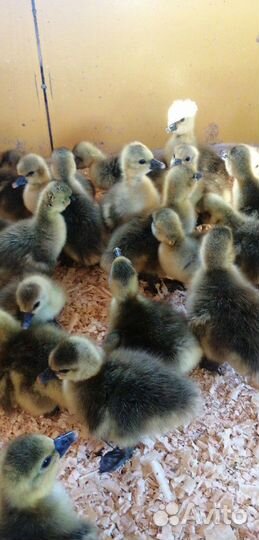 Утка, гусь, разные породы разные возраста