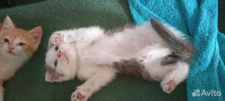 Вислоухий котенок